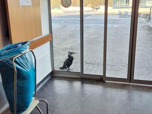 Supporting image for story: Injured seabird seeks help by pecking at door of German hospital
