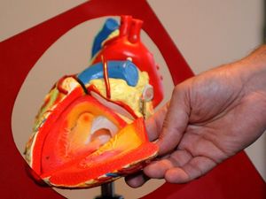 Supporting image for story: A 3D-printed patch could help you recover from a heart attack