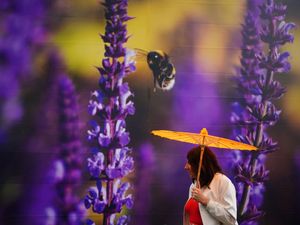 Supporting image for story: AI-assisted garden that can say how it is feeling set for Chelsea Flower Show