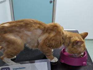 Supporting image for story: West Midland woman banned from owning pets for 10 years after the RSPCA finds cats starving in her home