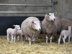 Supporting image for story: Farmer speaks out after scores of lambs butchered in field