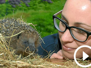 Supporting image for story: Winter beds found in Shropshire for homeless hoglets