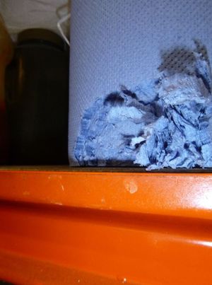 Blue roll that the vermin chewed through. Photo: Walsall Council