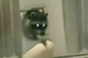 Supporting image for story: ANIMALS ATTACK: Beastly crime wave caught on camera