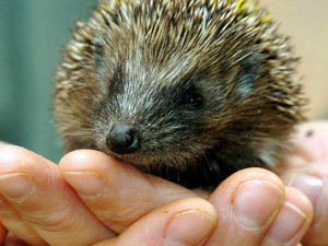 Supporting image for story: Appeal for help by West Midland Hedgehog Rescue Centre