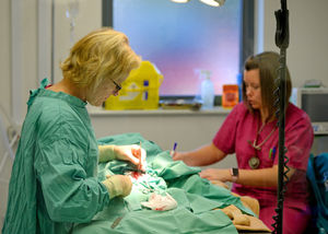 A puppy goes under the knife