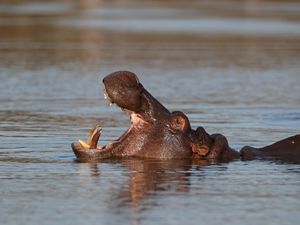 Hippos are to get greater protection under UK Ivory Act (Alamy/PA)