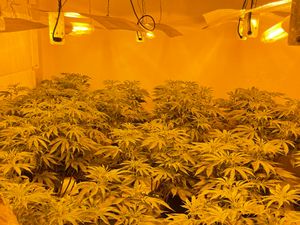 Supporting image for story: Cannabis worth up to £150,000 seized in raid by Shrewsbury police