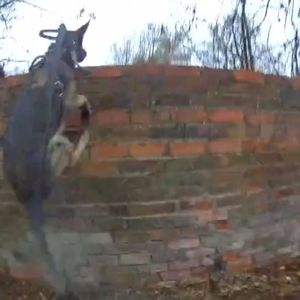 PD Bear made a rapid chase after the suspect. Photo: West Midlands Police Dogs Unit
