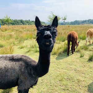 The Paca Picnics idea was sparked following easing in lockdown restrictions