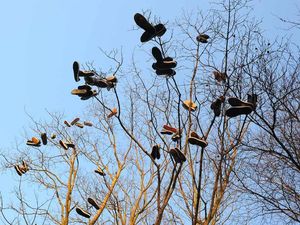 Supporting image for story: Mystery as shoes appear in the trees at Wolverhampton skate park