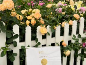 Supporting image for story: Gold medal success at Chelsea Flower Show for Albrighton rose nursery 