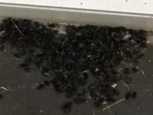 Supporting image for story: 'Frightened to open the door': Wolverhampton residents 'barricaded' in by fly infestation