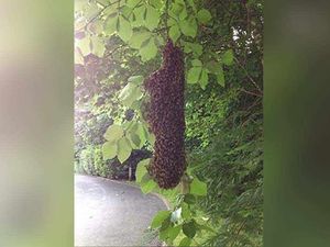 Supporting image for story: 3,000 bees removed from Dudley Zoo