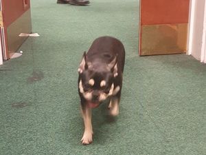 Supporting image for story: Police rescue supercute lost dog wandering around Dudley