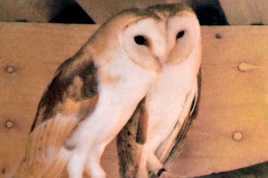 A pair of barn owls were stolen from the centre