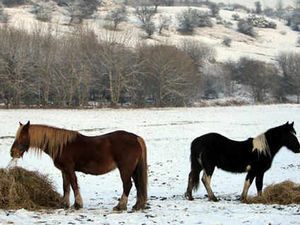 Supporting image for story: Warning as snow forecast for West Midlands