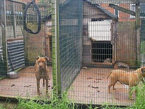 Supporting image for story: Barbaric cruelty in the name of sport