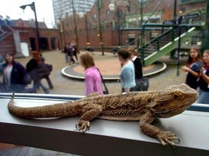 Supporting image for story: Research shows cooler incubation leads to cleverer lizards