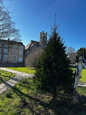 The new Christmas tree at the Groe in Builth Wells