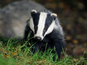 Supporting image for story: Go-ahead for cattle TB vaccine trials as strategy shifts from badger culls
