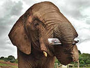 Supporting image for story: Elephants make sweet music