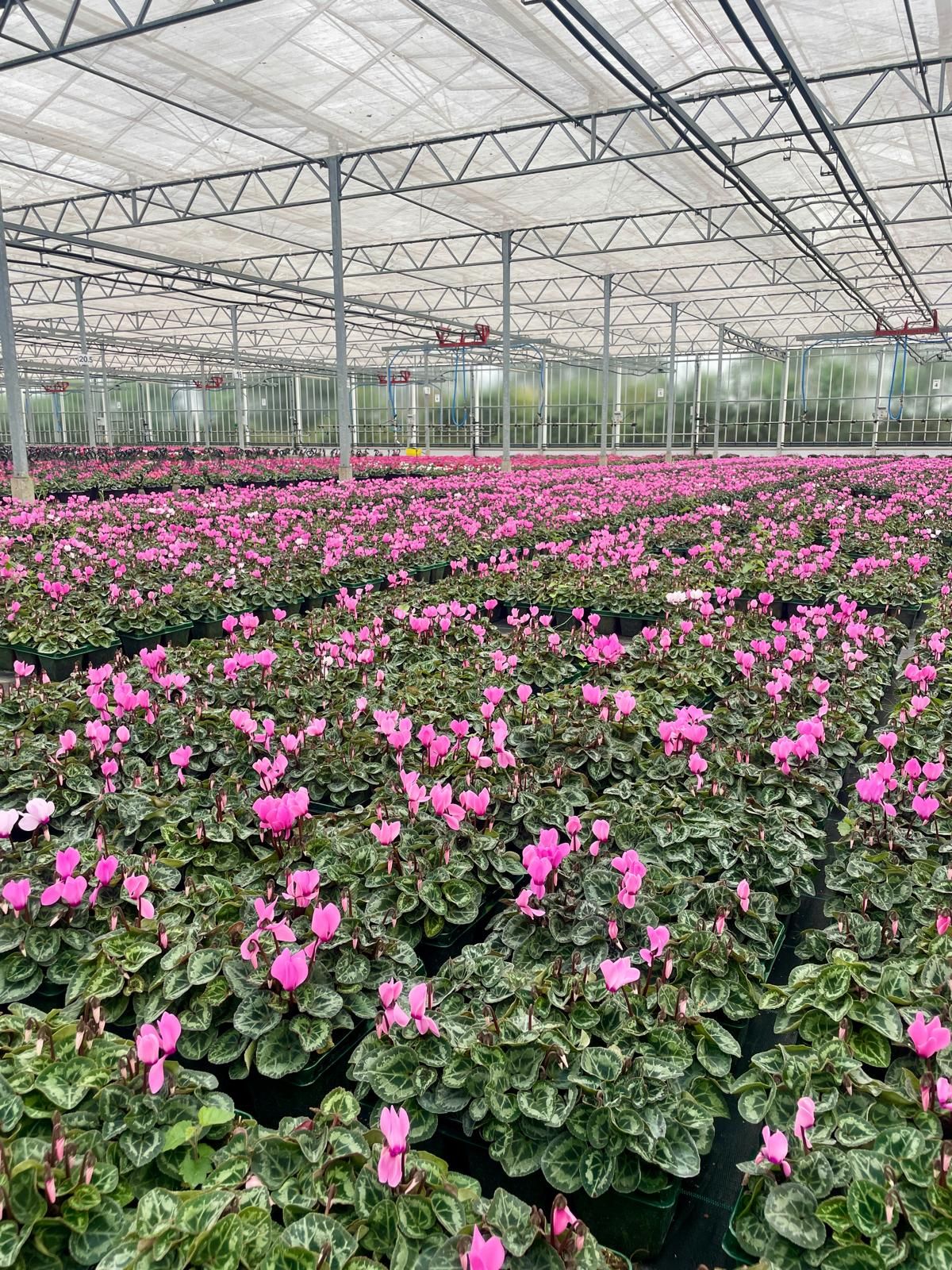 Aldi launches search for Staffordshires best community allotment Aldi launches search for Staffordshires best community allotment