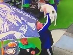 Supporting image for story: WATCH: Quick-thinking footballer saves dog after fall from window