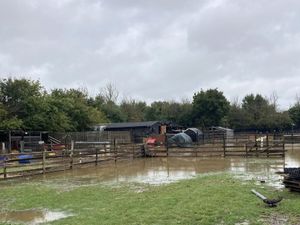 Supporting image for story: Animals rescued from floods by farm neighbours
