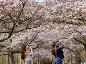 People taking photos of cherry blossom