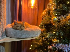 Supporting image for story: Cat returns home after spending seven years lost from family