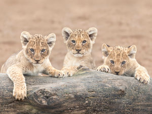 Supporting image for story: Seven African lion cubs born at West Midland Safari Park