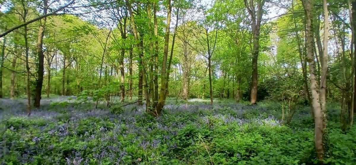 Tickets released for Bluebell Charity Walk at Soulton Hall&rsquo;s &ldquo;As You Like It&rdquo; wood