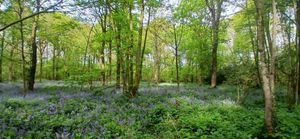 The bluebell carpets of the Soulton Hall estate, historically identified as the inspiration for the Forest of Arden in William Shakespeare's pastoral comedy, As You Like It.