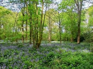 Supporting image for story: Tickets released for Bluebell Charity Walk at Soulton Hall’s “As You Like It” wood