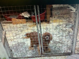 Supporting image for story: Third person jailed for part in breeding and selling dogs at illegal puppy farm