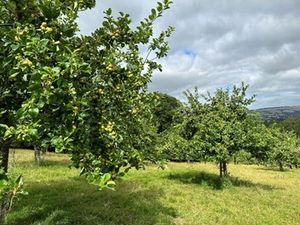 Supporting image for story: Council offers trees for Shropshire communities to grow their own orchards