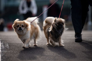 Tibetan Spaniel dogs arrive at the Birmingham National Exhibition Centre (NEC) for the final day of the Crufts Dog Show. PA Photo. Issue date: Sunday March 8, 2020. See PA story ANIMALS Crufts. Photo credit should read: Jacob King/PA Wire.