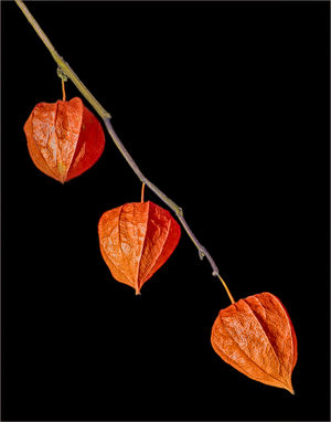Phil Green – Physalis