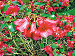 Supporting image for story: Rhodies make for spring brilliance