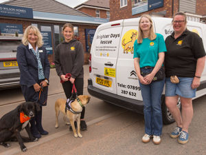 Supporting image for story: Staffordshire homebuilder invites animal charity to development