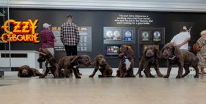 West Midlands Police has paid homage to heavy metal legends Black Sabbath by naming a litter of puppies in their honour.  Release date  July 4, 2025.  The force unveiled their next generation of four-legged crime fighting pups after they were born earlier this year.  Ahead of the band's gig tomorrow (Sat), the seven Sprocker puppies have been named Ozzy, Toni, Sabbath, Billie, Wizard, Geezer - and Sharon.  Adorable photos show the litter exploring the rock icons hometown of Birmingham - including the famous Black Sabbath Bridge and the world's first Ozzy Osbourne museum exhibition.  The cute new recruits also visited The Crown pub - considered the birthplace of heavy metal and where Ozzy and co played their first ever gig. 