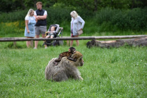 Nine baby Barbary macaques have been born at Trentham Monkey Forest over the summer