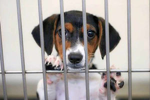 More than 1,500 animals were found abandoned last year, making this the fourth-worst region