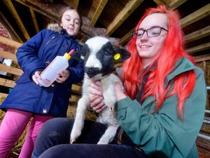 Supporting image for story: Feed a goat in the heart of Sandwell this half term