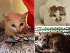 Supporting image for story: Shrewsbury rescue centre seeks special homes for six shy farm cats after 80 felines found living at one property