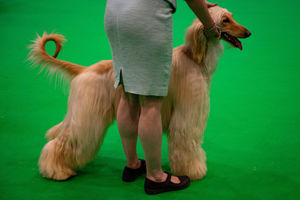 An Afghan Hound dog at the Birmingham National Exhibition Centre (NEC) during the final day of the Crufts Dog Show. PA Photo. Issue date: Sunday March 8, 2020. See PA story ANIMALS Crufts. Photo credit should read: Jacob King/PA Wire.