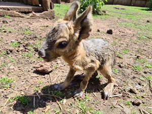 Supporting image for story: Cute new arrivals at Telford's Exotic Zoo as Patagonian mara gives birth