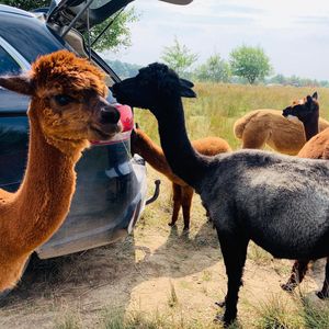 The Paca Picnics idea was sparked following easing in lockdown restrictions