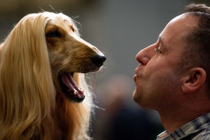 An Afghan Hound dog is prepared for show at the Birmingham National Exhibition Centre (NEC) during the final day of the Crufts Dog Show. PA Photo. Issue date: Sunday March 8, 2020. See PA story ANIMALS Crufts. Photo credit should read: Jacob King/PA Wire.